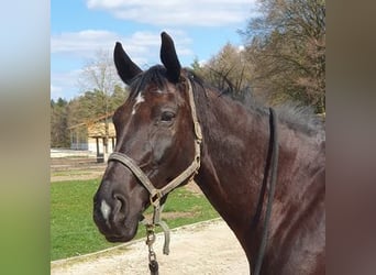 Oldenburger, Wallach, 9 Jahre, 174 cm, Schwarzbrauner