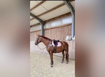 Oldenburger Mix, Wallach, 9 Jahre, 175 cm, Dunkelfuchs