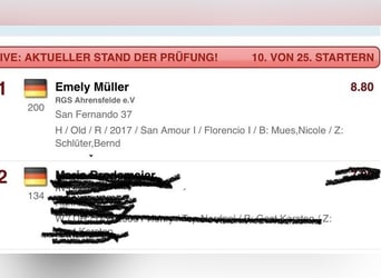 Oldenburger, Wallach, 9 Jahre, 175 cm, Rappe