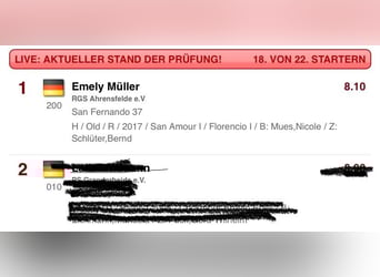 Oldenburger, Wallach, 9 Jahre, 175 cm, Rappe