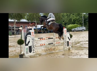 Oldenburger, Wallach, 9 Jahre, 175 cm, Rappe