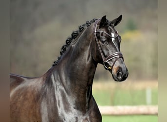 Oldenburger, Wallach, 9 Jahre, 175 cm, Schwarzbrauner