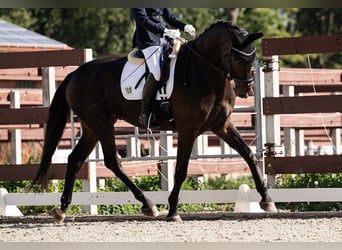 Oldenburger, Wallach, 9 Jahre, 178 cm, Schwarzbrauner