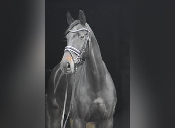 Oldenburger, Wallach, 9 Jahre, 178 cm, Schwarzbrauner