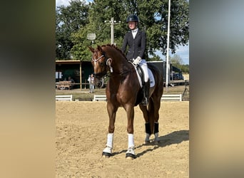 Oldenburger, Wallach, 9 Jahre, 179 cm, Fuchs