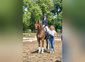 Oldenburger, Wallach, 9 Jahre, 179 cm, Fuchs