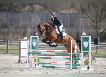 Oldenburger, Wallach, 9 Jahre, 180 cm, Brauner