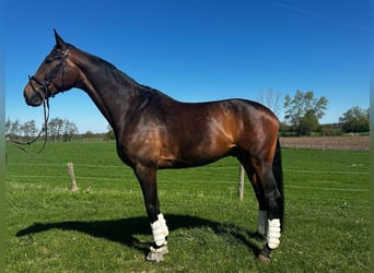 Oldenburger, Wallach, 9 Jahre, 185 cm, Rotbrauner