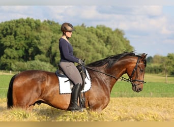 Oldenburger, Wallach, 9 Jahre, 185 cm, Rotbrauner
