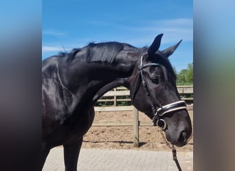Oldenburger, Wallach, 9 Jahre