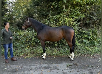 Oldenburger, Wallach, 9 Jahre