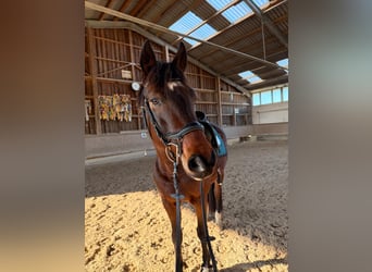 Oldenburgo, Caballo castrado, 10 años, 163 cm, Castaño