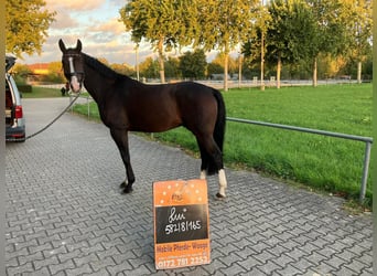 Oldenburgo, Caballo castrado, 10 años, 166 cm, Castaño