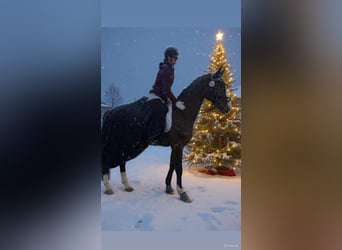 Oldenburgo, Caballo castrado, 10 años, 166 cm, Castaño