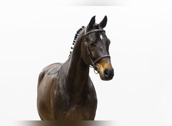 Oldenburgo, Caballo castrado, 10 años, 166 cm, Morcillo