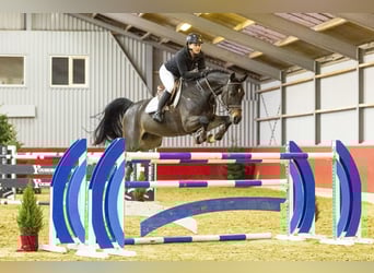 Oldenburgo, Caballo castrado, 10 años, 166 cm, Morcillo