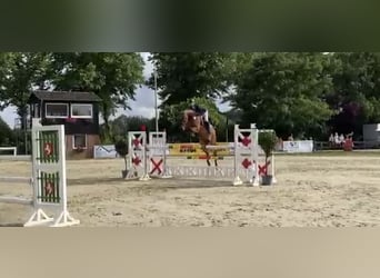 Oldenburgo, Caballo castrado, 10 años, 168 cm, Castaño