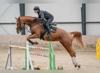 Oldenburgo, Caballo castrado, 10 años, 168 cm, Castaño rojizo