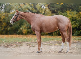 Oldenburgo, Caballo castrado, 10 años, 168 cm, Castaño rojizo