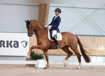 Oldenburgo, Caballo castrado, 10 años, 169 cm, Alazán