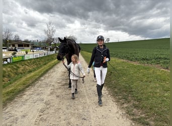 Oldenburgo, Caballo castrado, 10 años, 170 cm, Morcillo