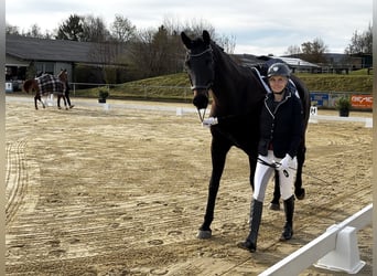 Oldenburgo, Caballo castrado, 10 años, 170 cm, Morcillo
