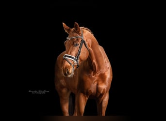 Oldenburgo, Caballo castrado, 10 años, 171 cm, Alazán