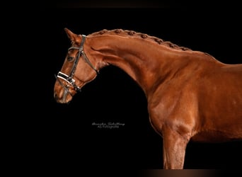 Oldenburgo, Caballo castrado, 10 años, 171 cm, Alazán