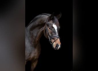 Oldenburgo, Caballo castrado, 10 años, 172 cm, Castaño oscuro