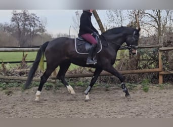 Oldenburgo, Caballo castrado, 10 años, 172 cm, Morcillo