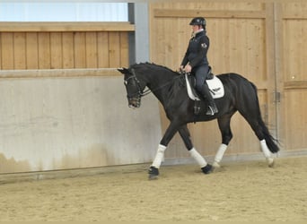 Oldenburgo, Caballo castrado, 10 años, 172 cm, Morcillo