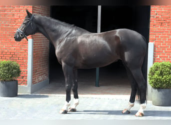 Oldenburgo, Caballo castrado, 10 años, 172 cm, Negro