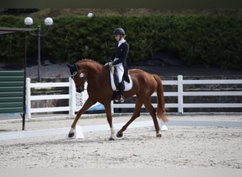 Oldenburgo Mestizo, Caballo castrado, 10 años, 173 cm, Alazán