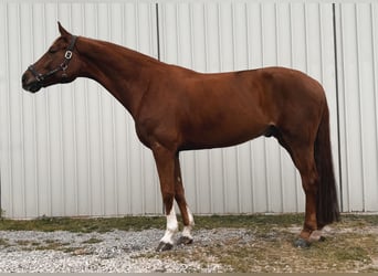 Oldenburgo Mestizo, Caballo castrado, 10 años, 173 cm, Alazán