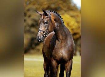 Oldenburgo, Caballo castrado, 10 años, 173 cm, Morcillo