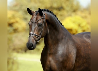 Oldenburgo, Caballo castrado, 10 años, 173 cm, Morcillo