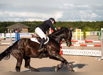 Oldenburgo, Caballo castrado, 10 años, 175 cm