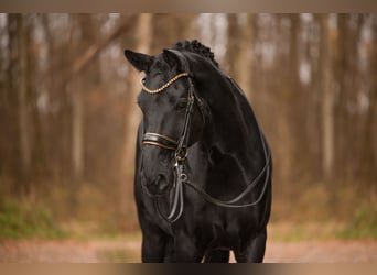 Oldenburgo, Caballo castrado, 10 años, 175 cm, Negro