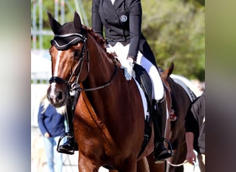 Oldenburgo, Caballo castrado, 10 años, 176 cm, Alazán