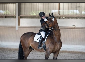 Oldenburgo, Caballo castrado, 10 años, 176 cm, Castaño