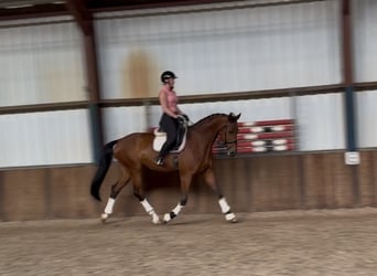 Oldenburgo, Caballo castrado, 10 años, 176 cm, Castaño