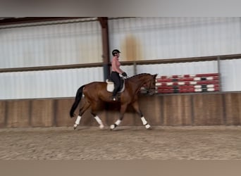Oldenburgo, Caballo castrado, 10 años, 176 cm, Castaño