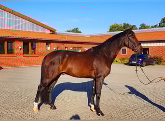 Oldenburgo, Caballo castrado, 10 años, 176 cm, Castaño oscuro