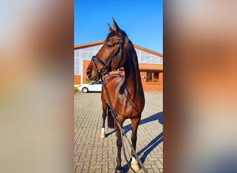 Oldenburgo, Caballo castrado, 10 años, 176 cm, Castaño oscuro