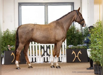 Oldenburgo, Caballo castrado, 10 años, 177 cm, Alazán-tostado