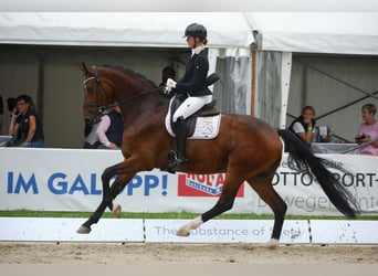 Oldenburgo, Caballo castrado, 10 años, 179 cm, Castaño