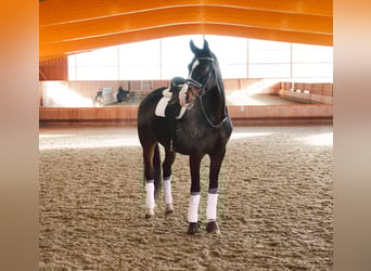 Oldenburgo, Caballo castrado, 10 años, 179 cm, Castaño oscuro