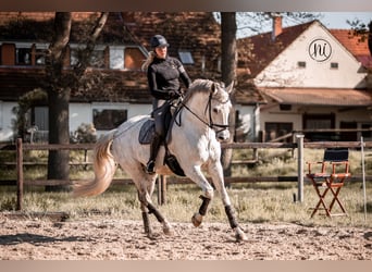 Oldenburgo, Caballo castrado, 10 años, 180 cm, Tordo