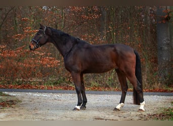 Oldenburgo, Caballo castrado, 10 años, 182 cm, Castaño oscuro