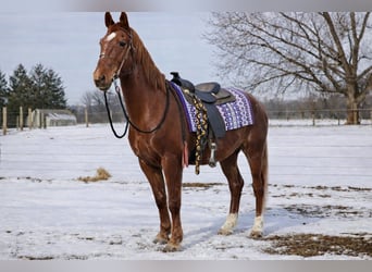 Oldenburgo Mestizo, Caballo castrado, 11 años, 160 cm, Alazán rojizo